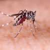Seven malaria cases reported in Chitwan in one year