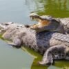 105 crocodiles released into Narayani river