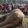 Elephant found dead