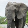 Wild elephants wreak havoc, destroying 6 homes in Udayapur