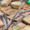 Child dies of snake bite in Kanchanpur