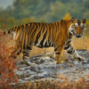 Camera Trapping to Monitor Tigers in Parsa forests