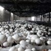 Mushroom industry opened