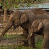 Five people killed in wild elephant attacks in a year