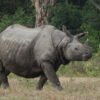 Elderly killed in rhino attack