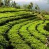 Tea export to India increases by 52 per cent