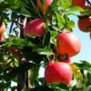 Jumla supplies apples worth 614 million