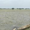 Farmers left with nothing as near-harvest paddy is washed away