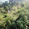 Gadigaun in Dailekh turning into ghost town with rapid outmigration