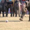 18th edition of Elephant and Tourism Festival kicks off in Sauraha