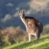 Australian team claims first IVF kangaroo embryo