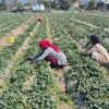 Commercial strawberry farming gaining ground in Dang