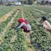 Commercial strawberry farming gaining ground in Dang