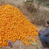 Baglung sells oranges worth Rs 264.6 million