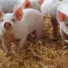 African swine flu and lumpy skin confirmed in Mechinagar