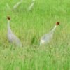 Number of Sarus crane dwindling each year