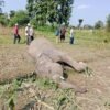Wild Elephant found dead in Udayapur
