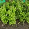 Domestic banana production able to meet demand for upcoming festivals: Federation