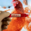 Alertness adopted after detection of bird flu in bordering areas
