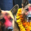 Kukur Tihar being observed today