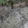 Dinosaur footprints from about 200 mln years ago found in China