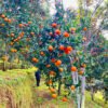 Baglung produces orange worth around Rs 270 million