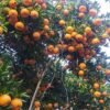 Parbat exports oranges worth Rs 320 million
