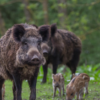 Man killed in wild boar attack