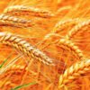 Farmers worry over declining price of wheat, want support price