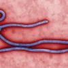 Ebola Death Toll Rises to 80 in Eastern DR Congo