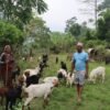 Govt employee quits job, finds niche in goat rearing