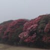 Blossoming gurans add attraction to Mundum Trail