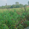 Farmers provided mini tillers to improve agriculture