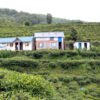 Lwang village: Where emerald tea gardens meet snow-capped mountains