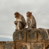 Pauwadungma to sterilize monkeys