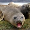 Bird flu kills 13,000 seal pups on remote Australian island