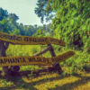 Golden Weaver bird census begins in Shuklaphanta National Park