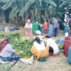 Rural women taste economic benefits of ‘gundruk’
