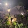 Violent Dhrube elephant released installing radio collar
