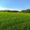 Paddy plantation in Madhes nearing completion