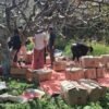 Apples picking festival in Mustang draws visitors