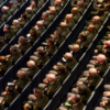 US Pentagon issues clinical guidelines on troop testosterone screening to start immediately
