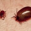 Scrub typhus detected on 234 people in Chitwan in three months