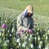 Afghanistan opium cultivation surges despite ban