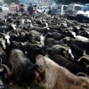 च्याङ्ग्राः माग उच्च भएपनी भाउ निकै महङ्गो