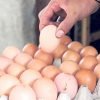 एक वर्षमा एउटै फार्मबाट ११ करोड अण्डा उत्पादन