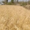 बारामा गहुँ उत्पादनमा २० प्रतिशतले कमी