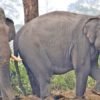 कोसी टप्पुमा ढोईसँग रमाउँदै भारतबाट आएका मत्ता हात्ती