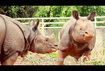 Happy one Horn Rhino in China from Nepal