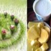 आज असार १५: धान दिवससहित दही चिउरा खाएर मनाइँदै